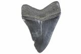Serrated, Fossil Megalodon Tooth - South Carolina #371944-1